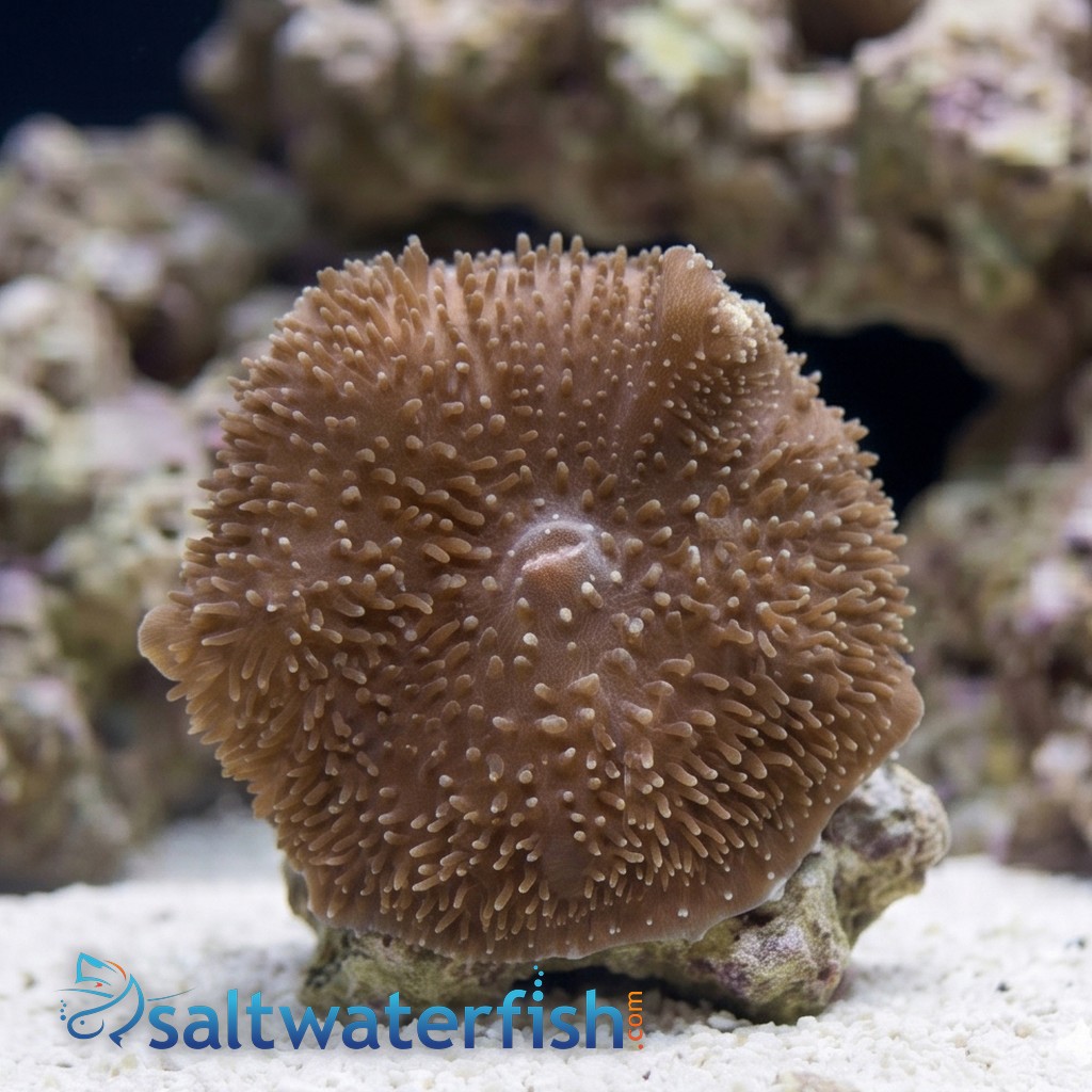 Giant Cup Mushroom - Aquacultured