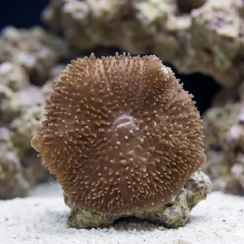 Giant Cup Mushroom - Aquacultured