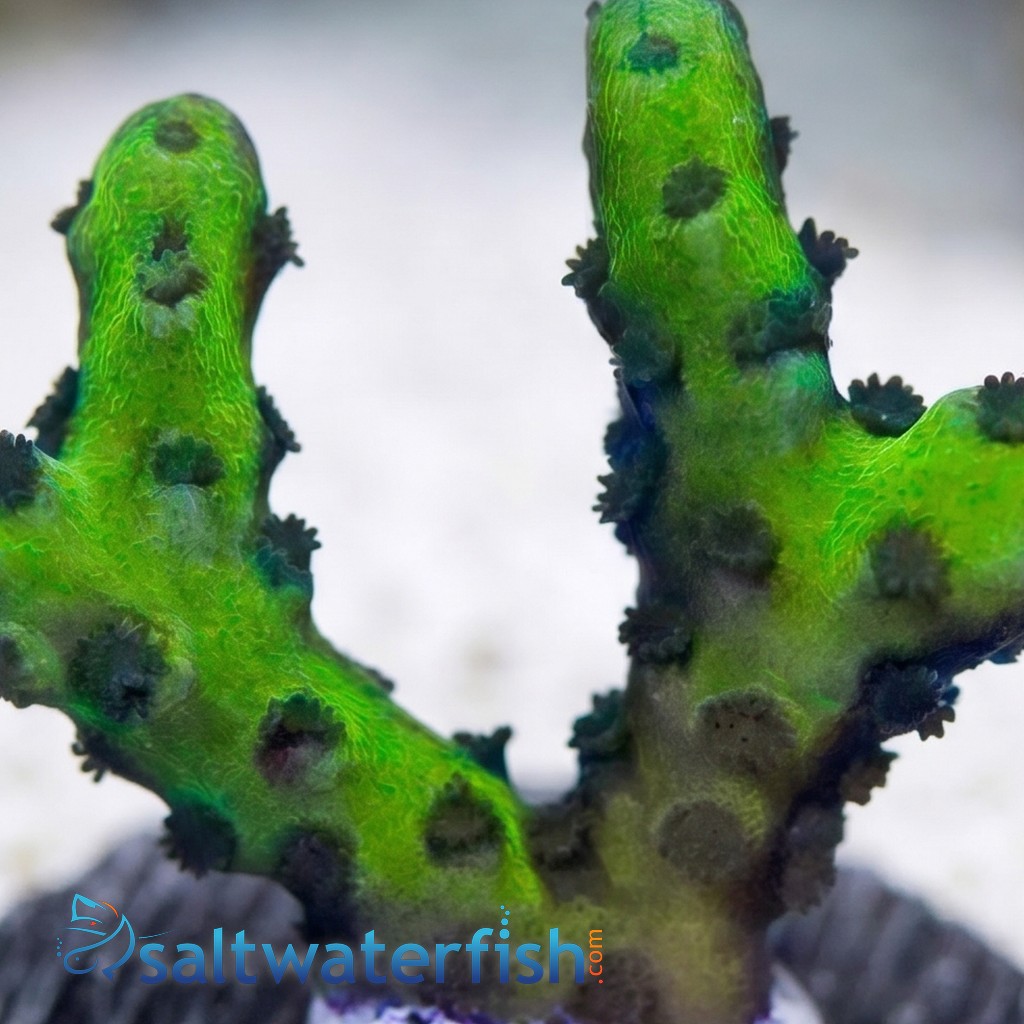 Anacropora: Banana Hammock- Aquacultured