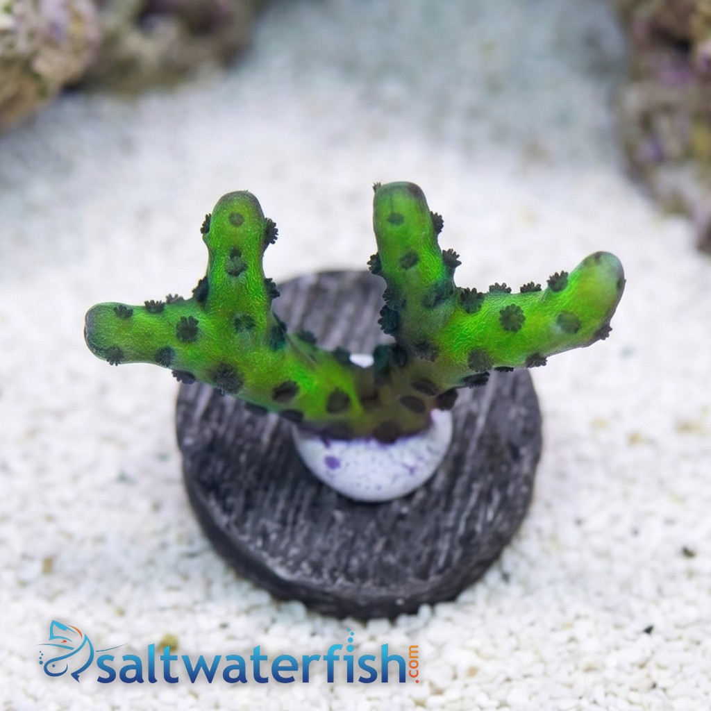 Anacropora: Banana Hammock- Aquacultured