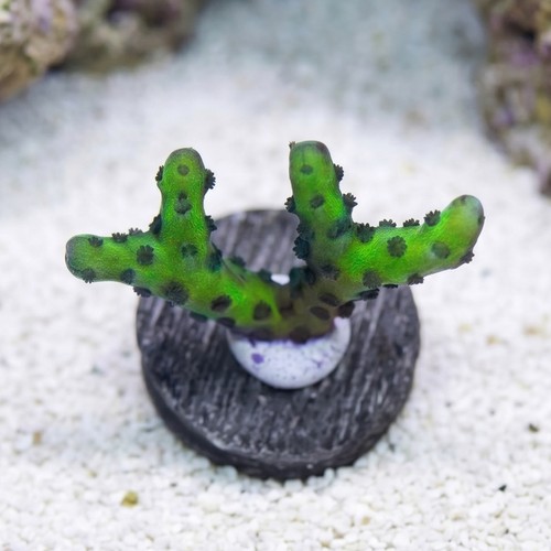 Anacropora: Banana Hammock- Aquacultured