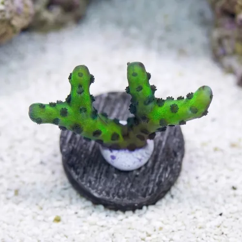 Anacropora: Banana Hammock- Aquacultured