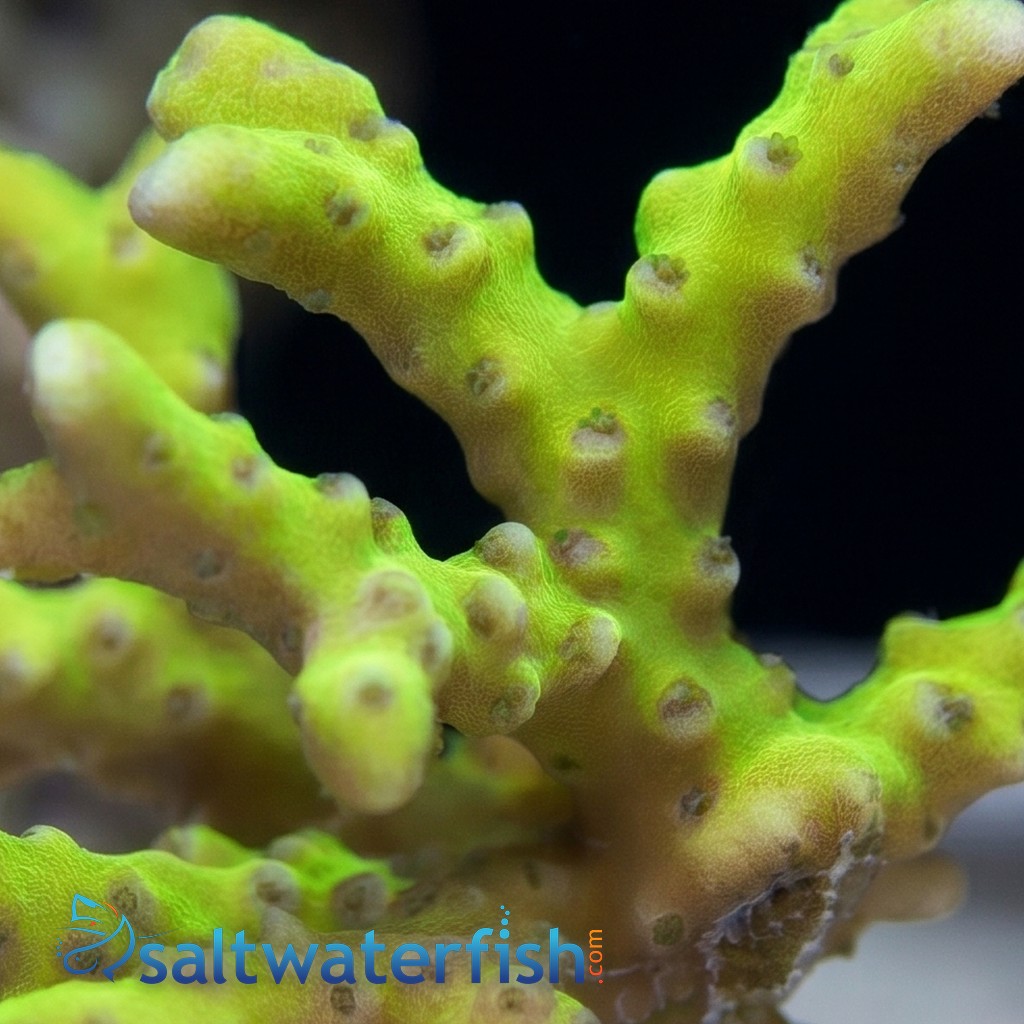 Anacropora: Goldenrod Grafted - Aquacultured
