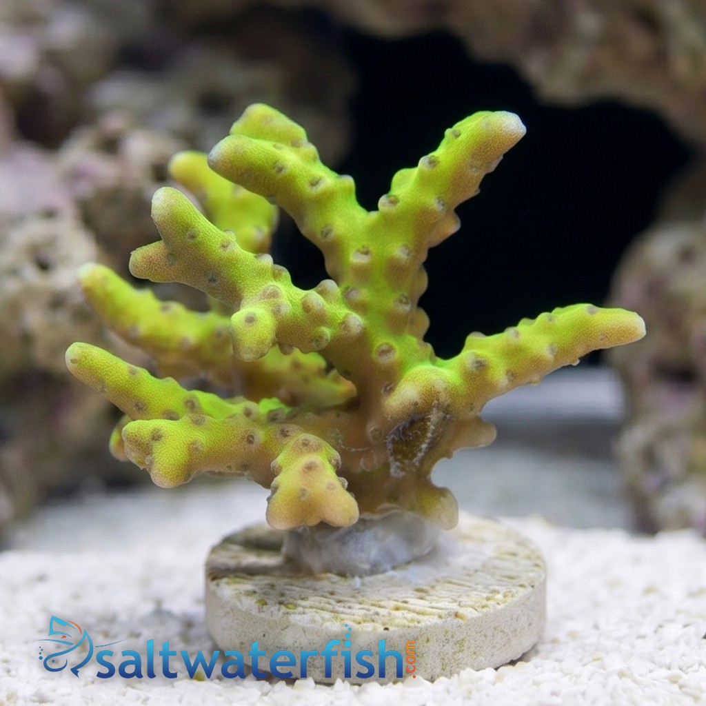 Anacropora: Goldenrod Grafted - Aquacultured
