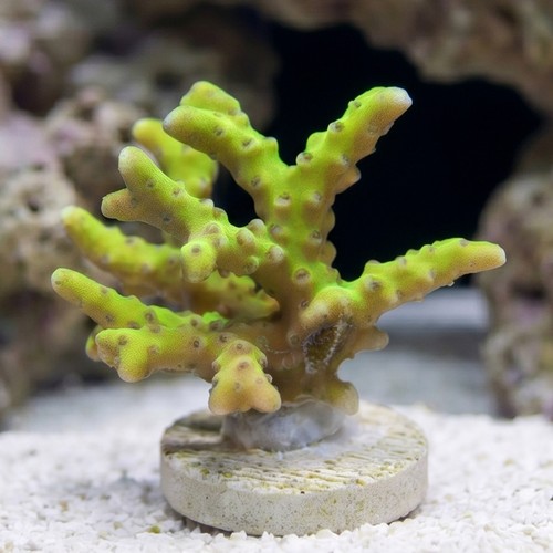 Anacropora: Goldenrod Grafted - Aquacultured