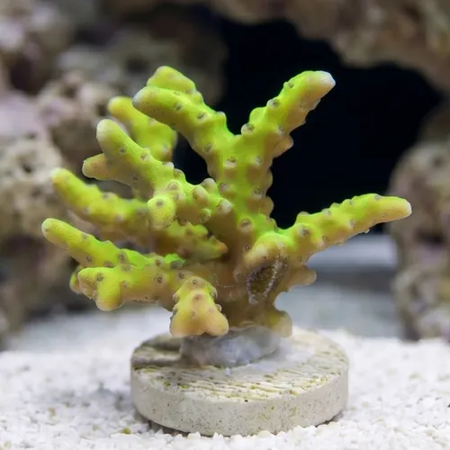 Anacropora: Goldenrod Grafted - Aquacultured