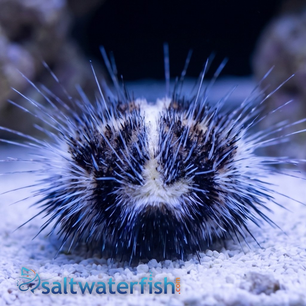 Heart Urchin - Indo Pacific