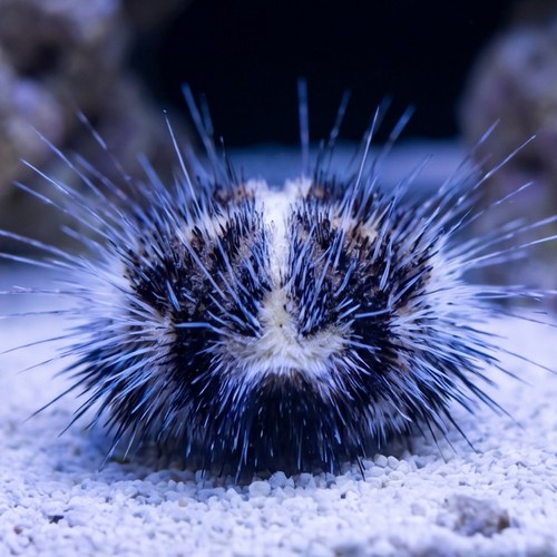 Heart Urchin