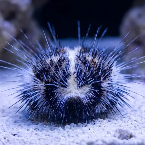 Heart Urchin - Indo Pacific