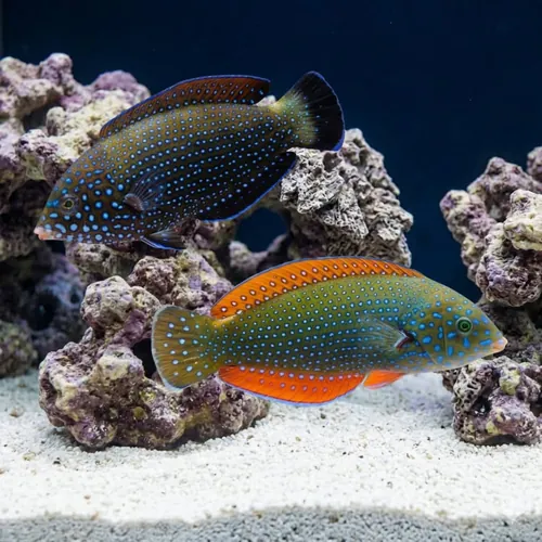 Blue Spotted Tamarin Wrasse