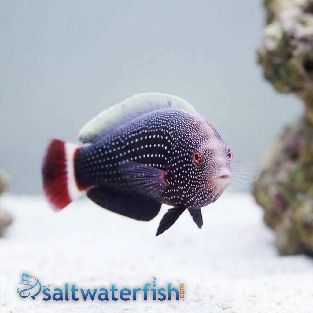 Red Tail Wrasse