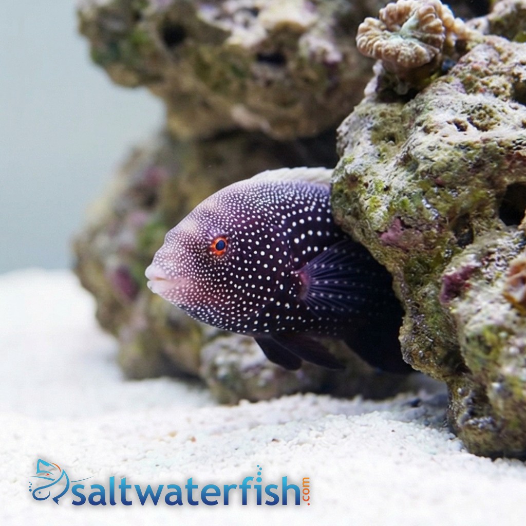 Red Tail Wrasse