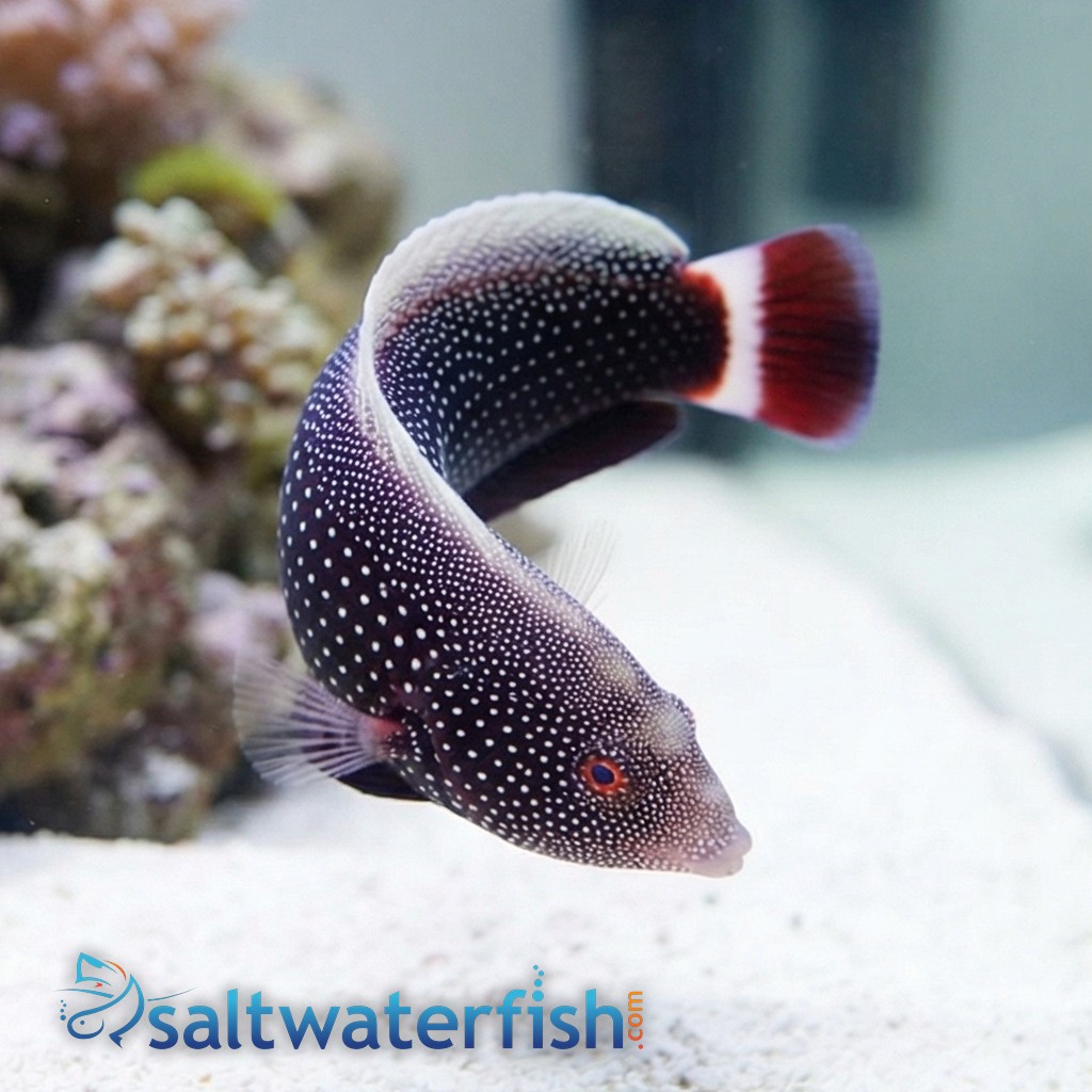 Red Tail Wrasse