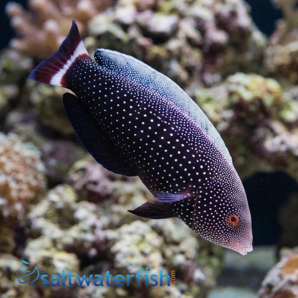 Red Tail Wrasse