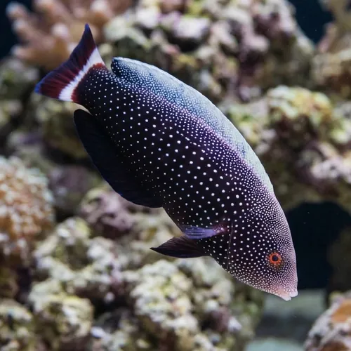 Red Tail Wrasse