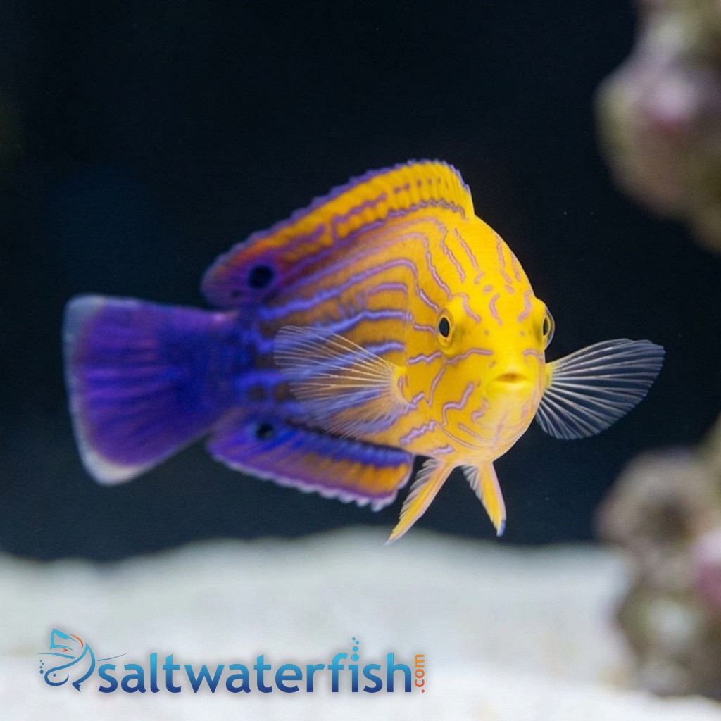Femininus Wrasse