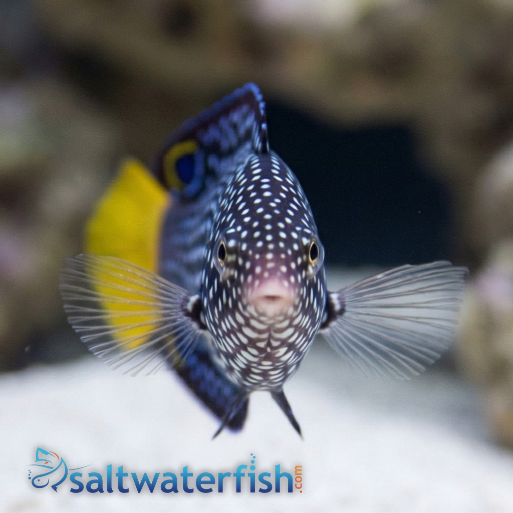 Yellowtail Tamarin Wrasse