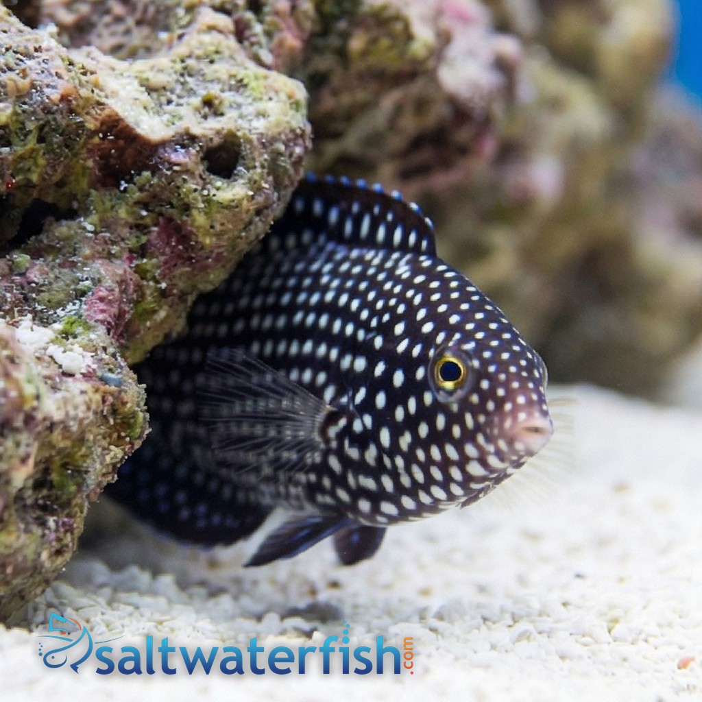 Yellowtail Tamarin Wrasse