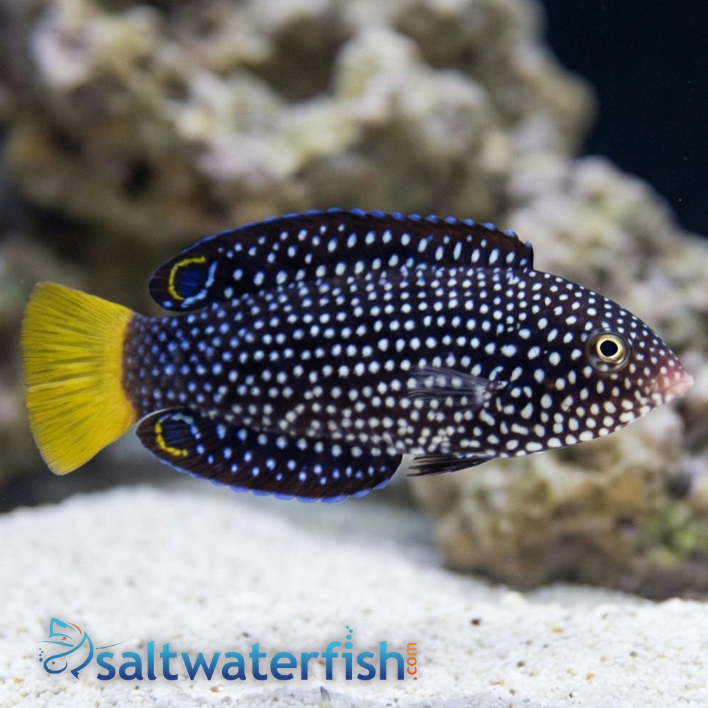 Yellowtail Tamarin Wrasse