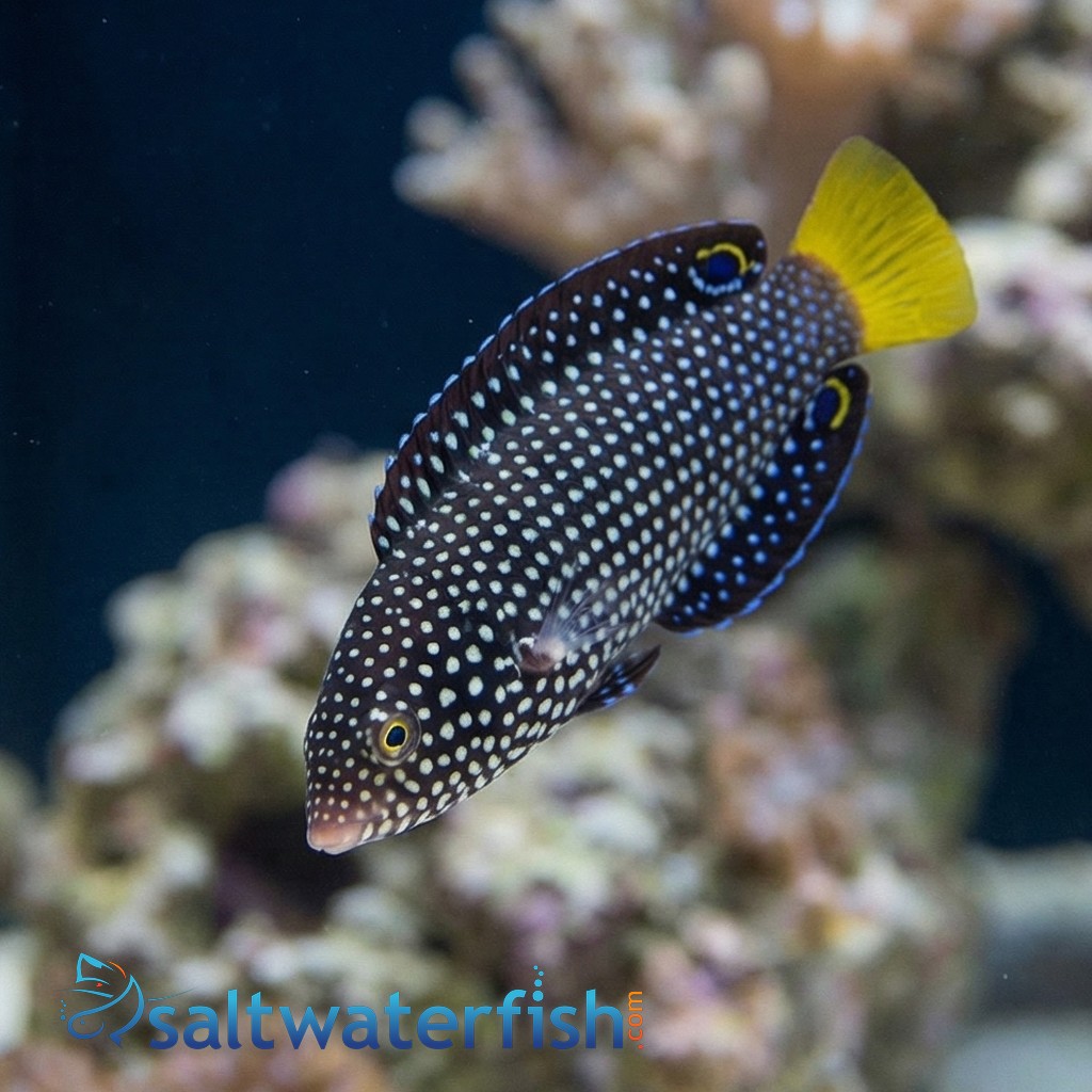Yellowtail Tamarin Wrasse - South Pacific