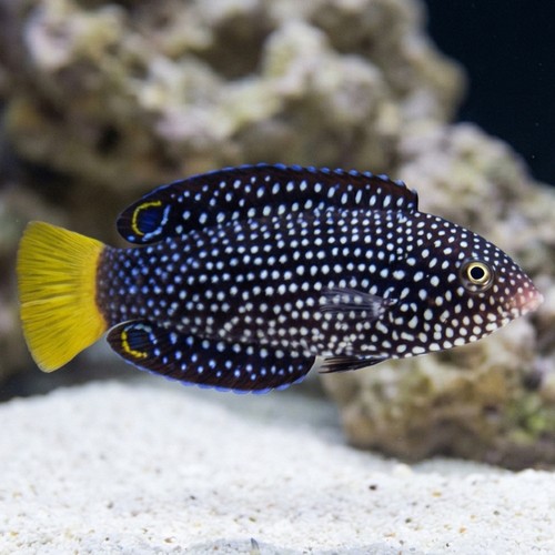 Yellowtail Tamarin Wrasse - South Pacific