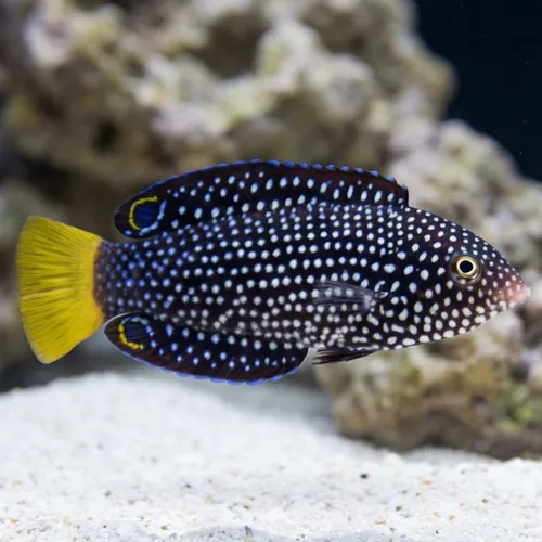 Yellowtail Tamarin Wrasse - South Pacific