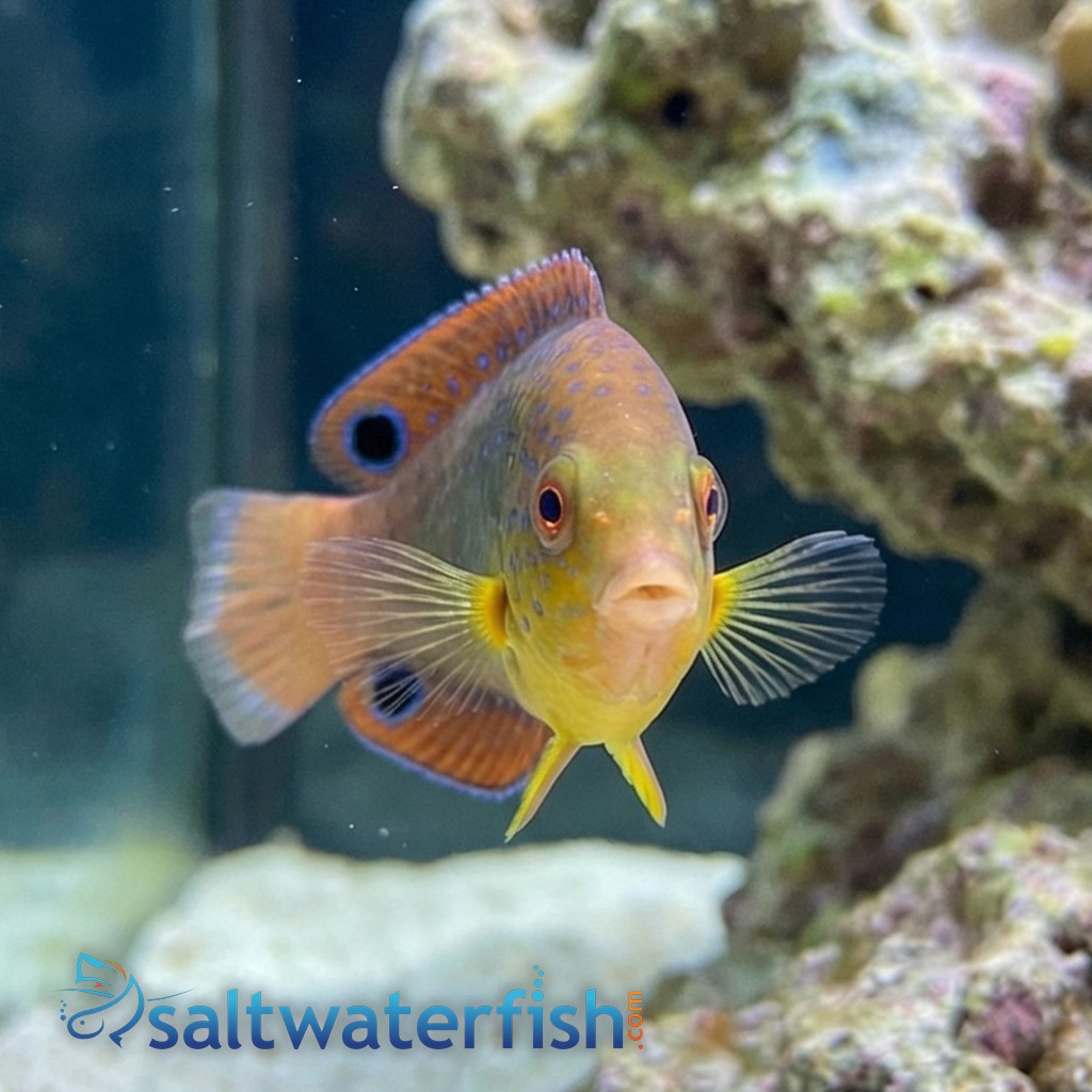 Yellowchest Twist Wrasse  
