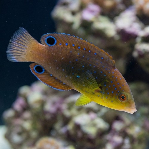 Yellowchest Twist Wrasse - Indian Ocean