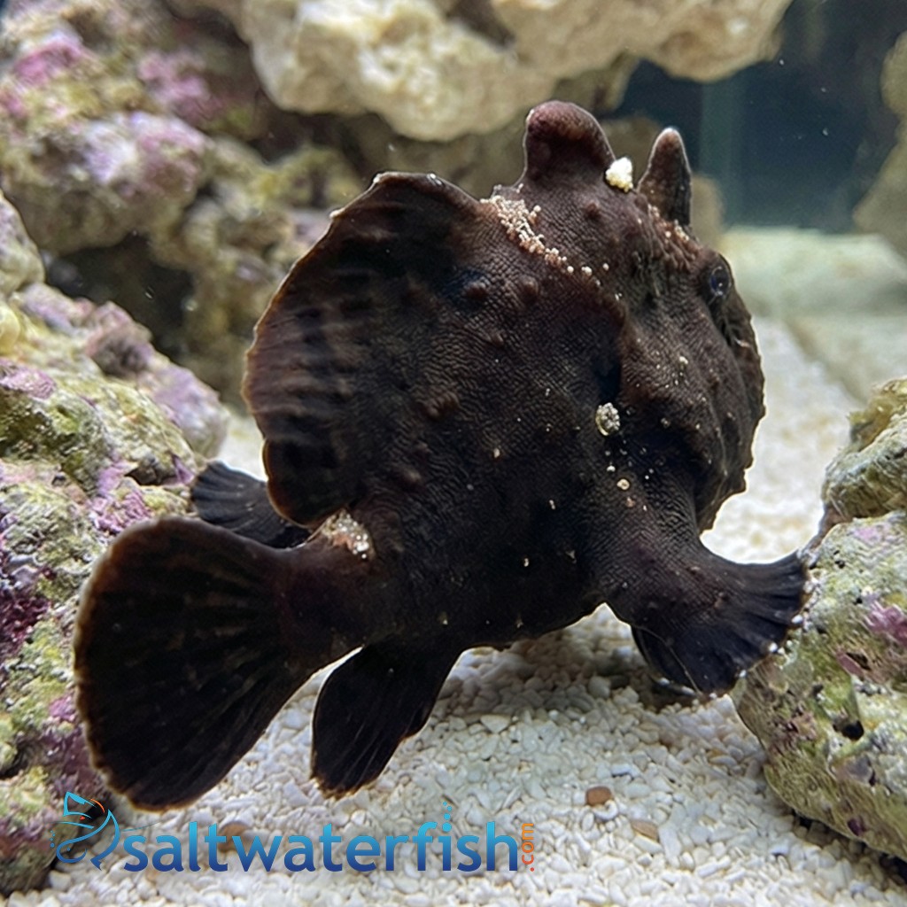 Black Angler