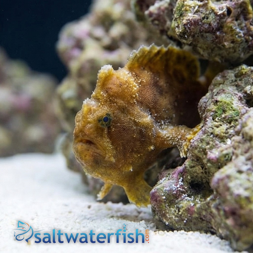 Shaggy (Hispid) Anglerfish