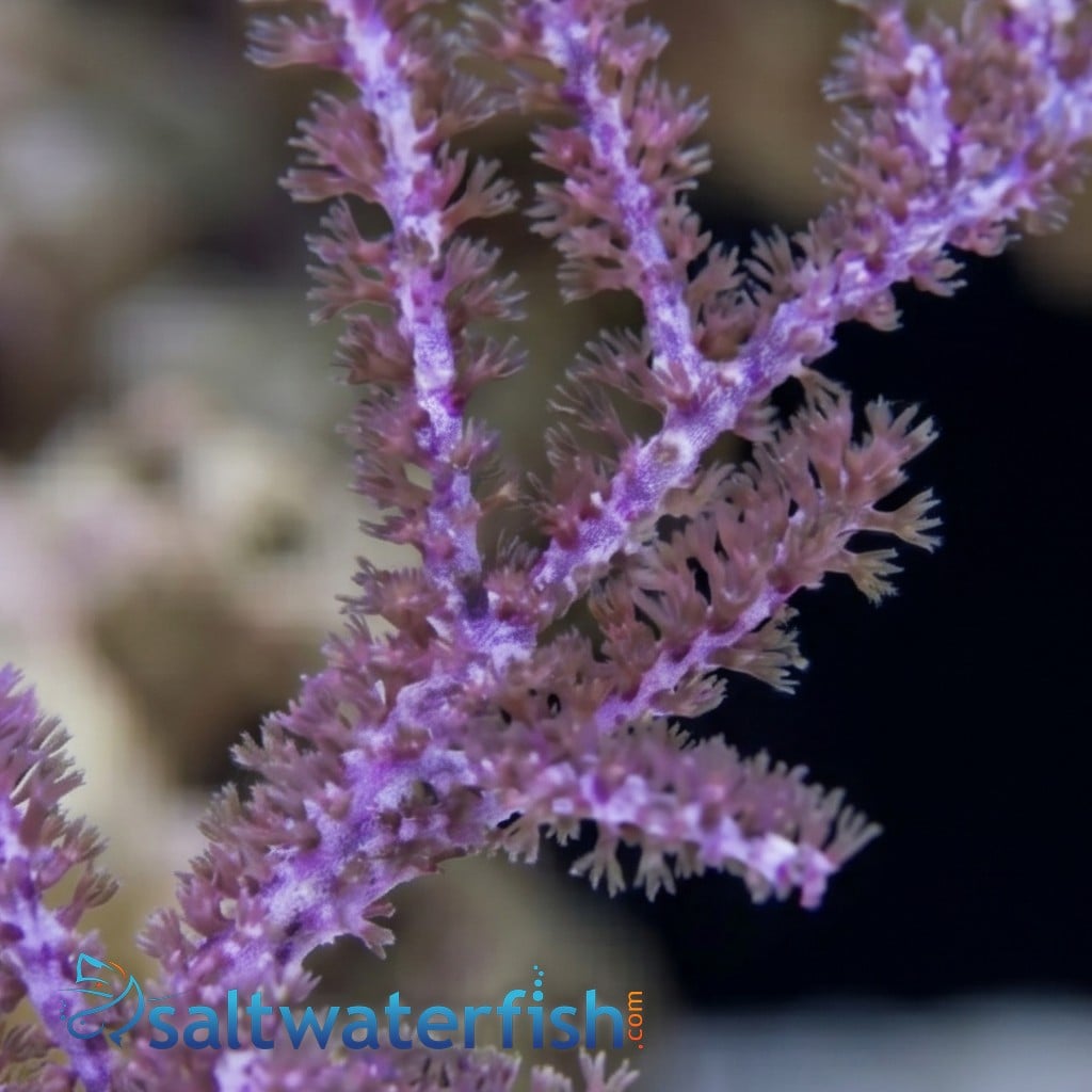 Purple Sea Plume Gorgonian - Aquacultured