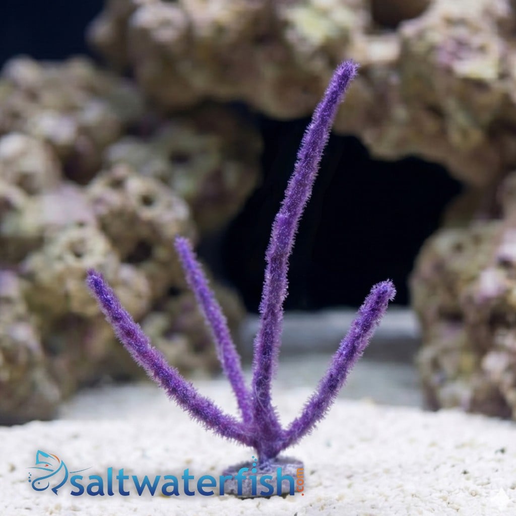 Purple Sea Plume Gorgonian - Aquacultured