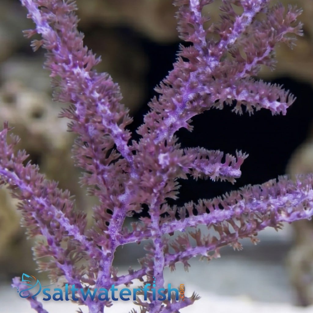 Purple Sea Plume Gorgonian - Aquacultured