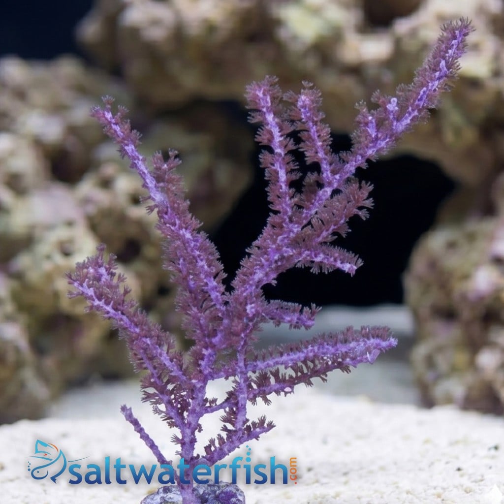 Purple Sea Plume Gorgonian - Aquacultured