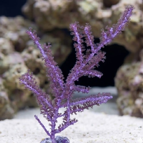 Purple Sea Plume Gorgonian - Aquacultured