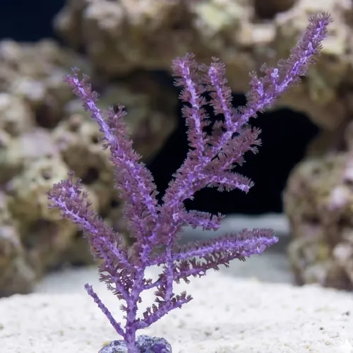 Purple Sea Plume Gorgonian - Aquacultured