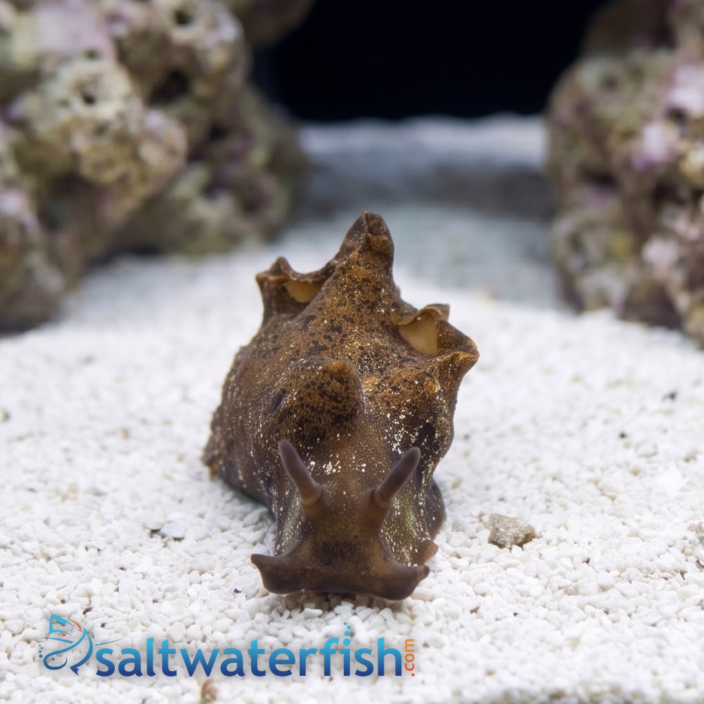 Californian Sea Hare