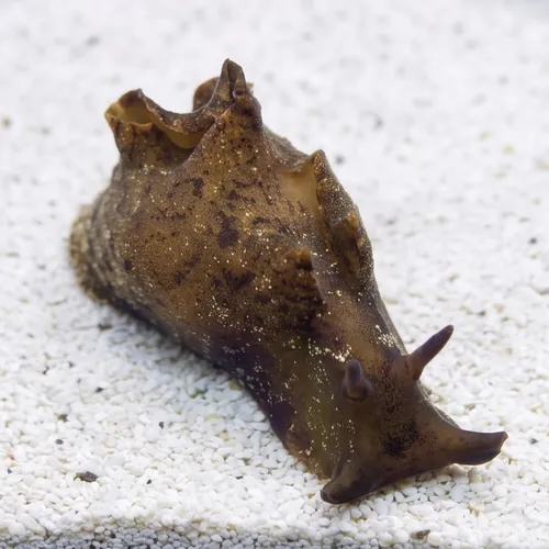 Californian Sea Hare