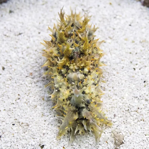Tasseled Sea Hare