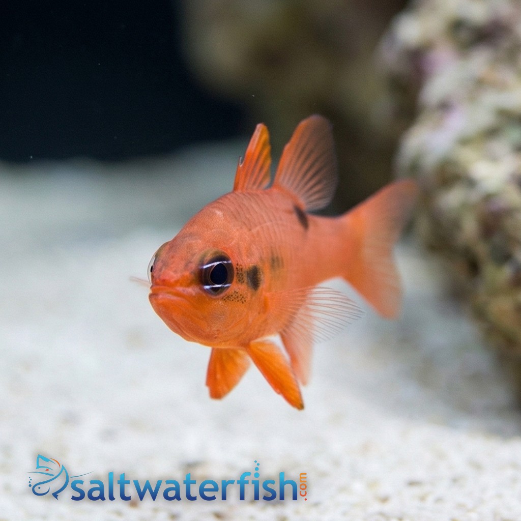 Flame Cardinal