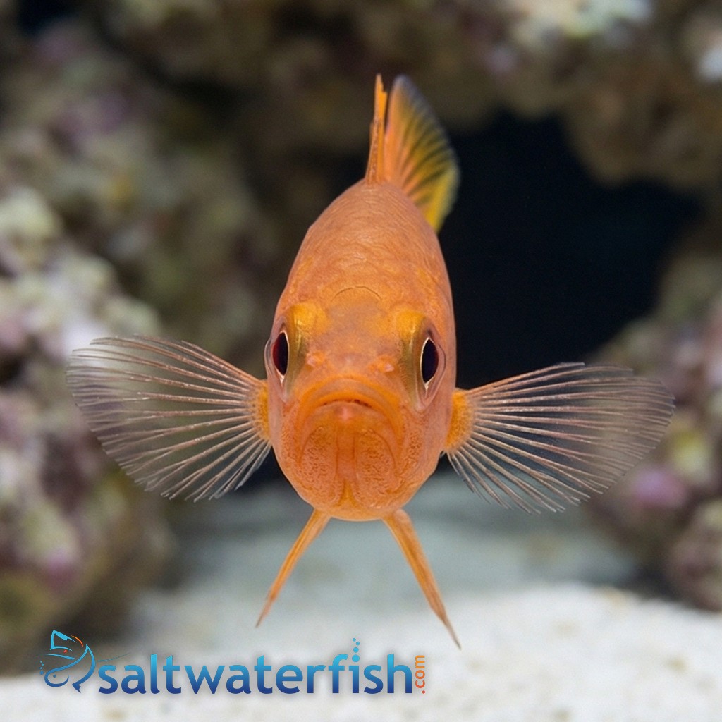 Yellow Tail Cardinal
