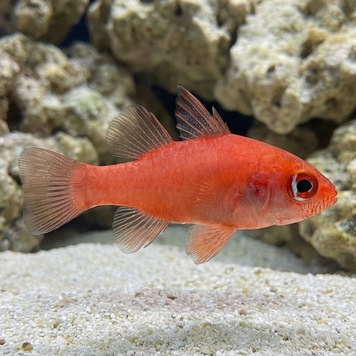 Red Stop Light Cardinal