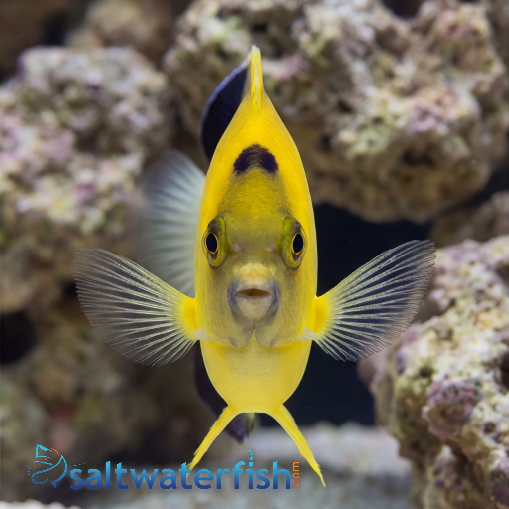 Armitage Angelfish