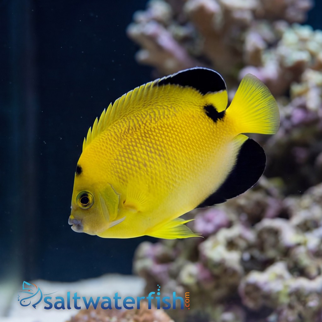 Armitage Angelfish