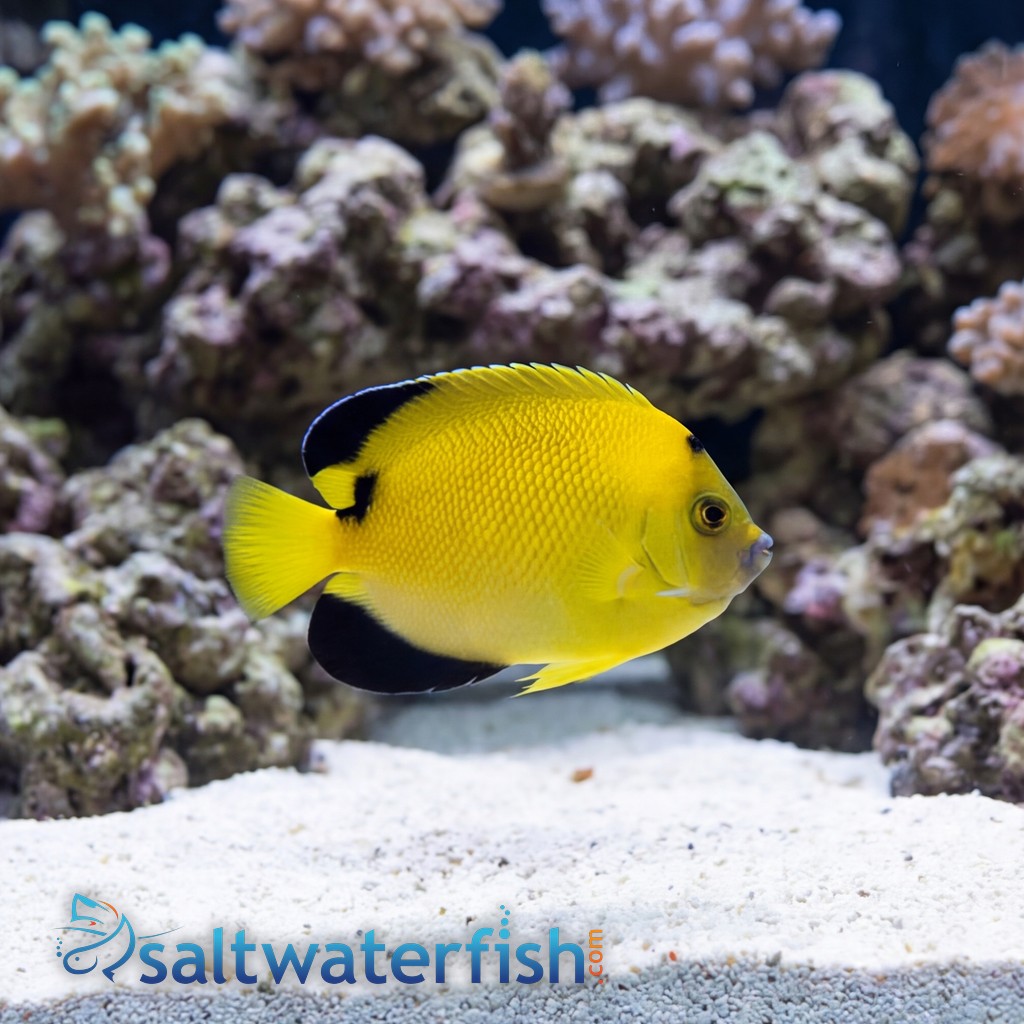 Armitage Angelfish