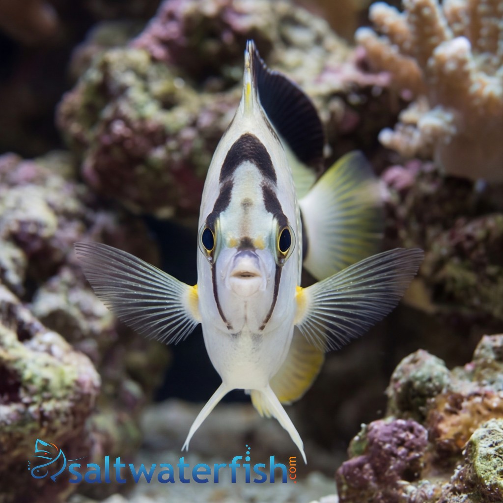 Griffis Angelfish