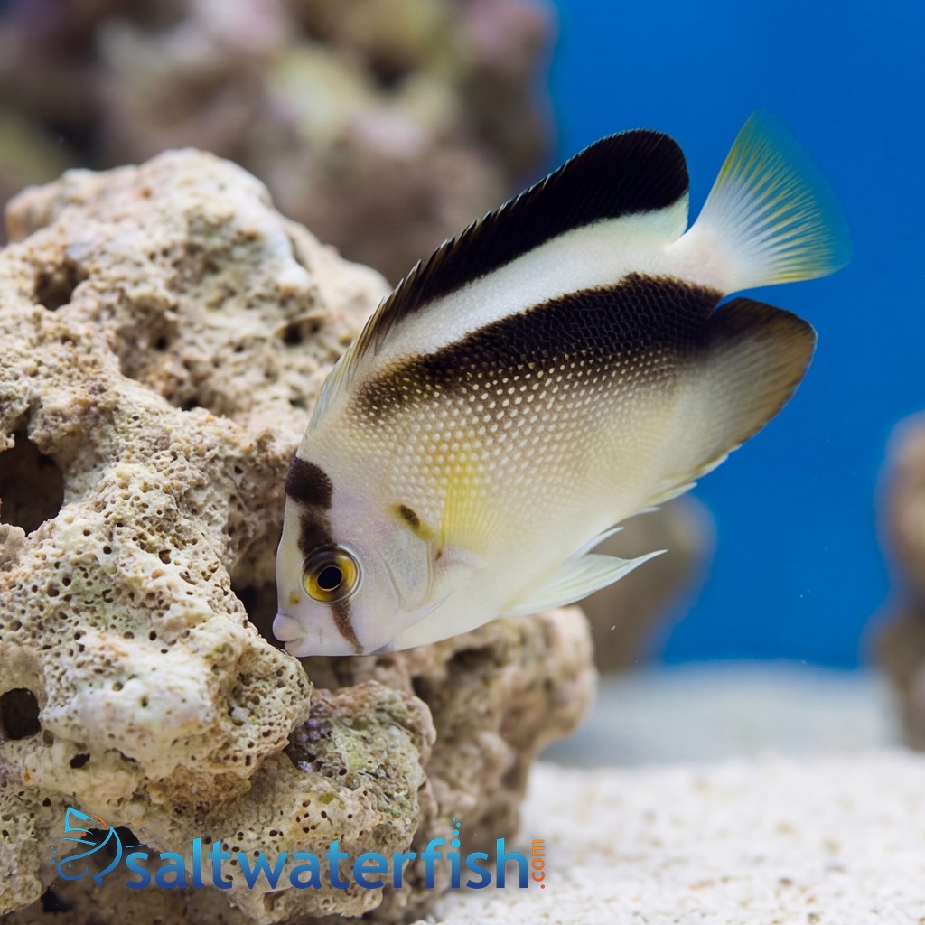 Griffis Angelfish