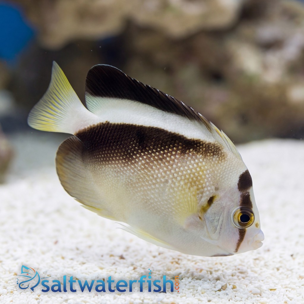 Griffis Angelfish