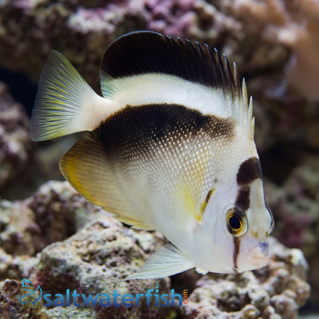 Griffis Angelfish