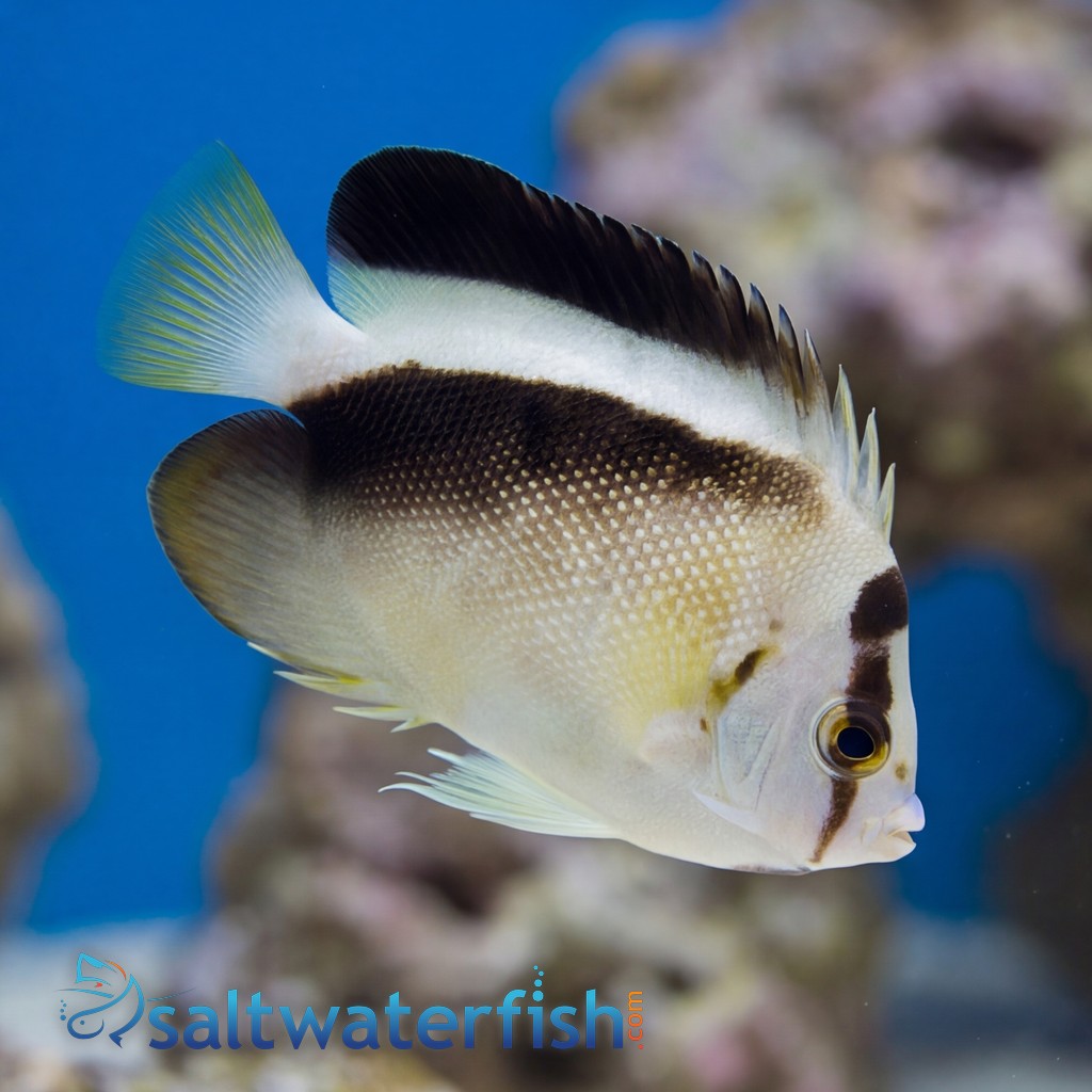 Griffis Angelfish